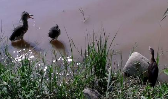 宝鸡岐山：科学评估放归收容鸟类 守护生物多样性