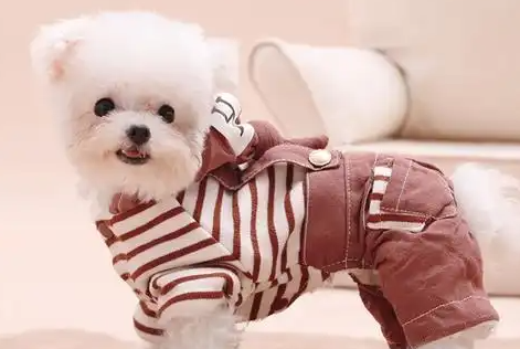 宠物经济的崛起与影响：从市场需求到产业升级