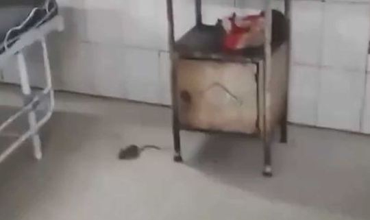 印度一医院2名新生儿被老鼠咬伤手指和头肩部