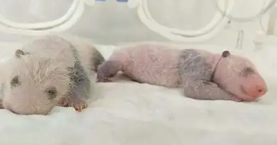 大熊猫“芊金”诞下龙凤胎 系上海首对“子二代”