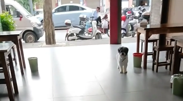 邻居家狗子每到周末都来找女子家狗子玩。网友：狐朋狗友