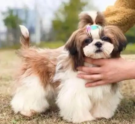 被毒死的“毛孩子”，和为它们打官司的人