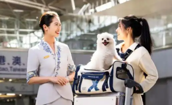 首推国际线宠物进客舱，国内航司“争宠”升级