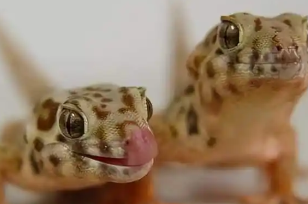 养“异宠”前必看！央视起底危险异宠饲养隐患