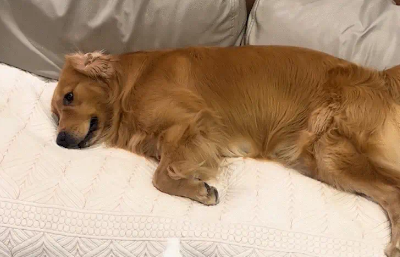 主人拿出洗耳液，狗子很自觉的躺在沙发上，并把耳朵翻过来