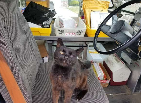 亲人黑猫超爱快递员，没抱抱摸摸不准走人！ 