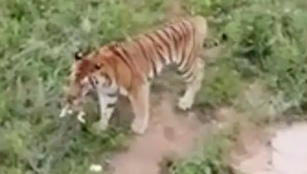 动物园一老虎咬死流浪猫，园方：存在工作失职