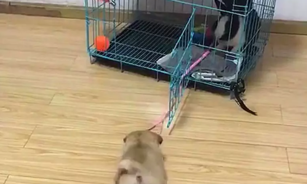 兔子把狗窝占了，气的狗狗咬着绳子往外拉：你给我出来 