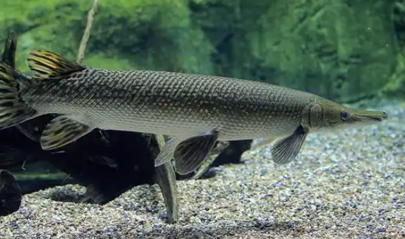 超1700万人养“异宠”这些隐患可能比你想的更可怕