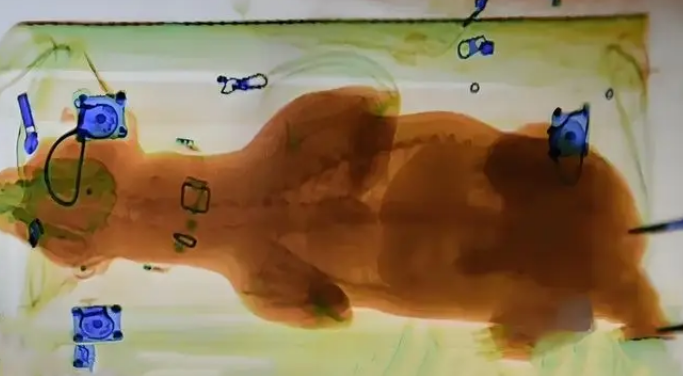 主人把小金毛塞行李箱，机场过安检当场被抓包