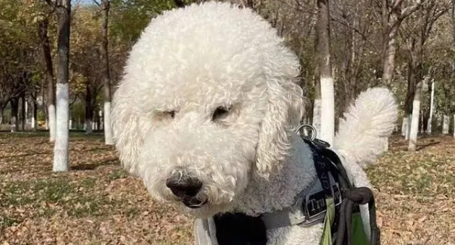 万元巨贵被偷全程不反抗，温顺本性换来惨痛代价，主人悔恨不已