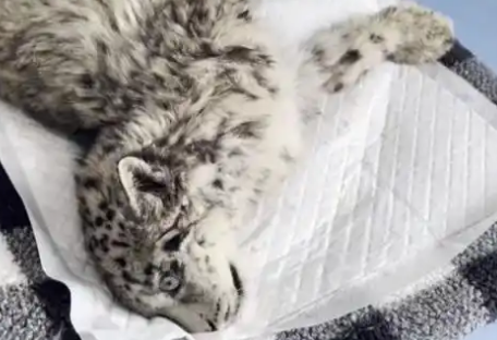 保护雪豹“凌小蛰”们，检察机关在行动！