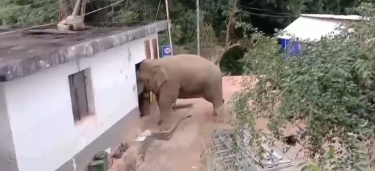 保护野生动物不仅靠“情怀”更靠“机制” 多地交上答卷