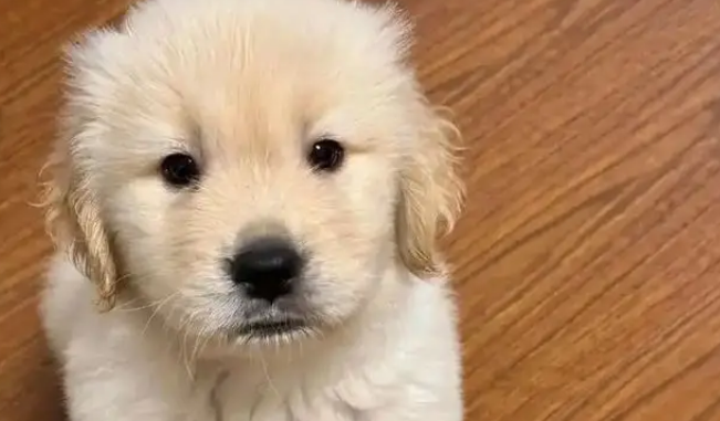 主人把小金毛塞行李箱，机场过安检当场被抓包