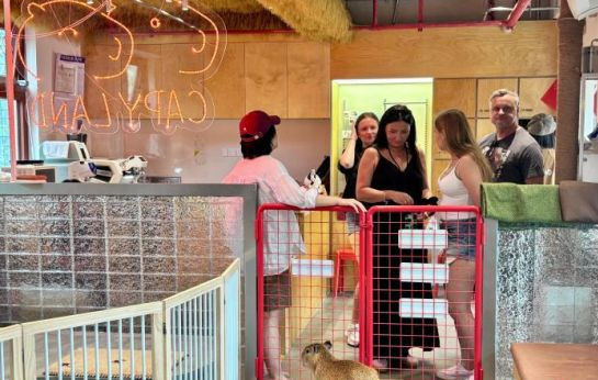 为什么宠物正在成为当代人的“生活搭子”？