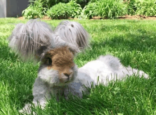 一只靠“美容逆袭”的长毛兔，最后还成了网红！