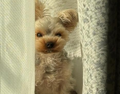 “毛孩子经济”热潮涌动，宠物智能科技爆发式增长