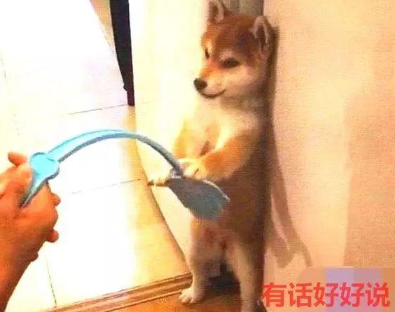 柴犬犯错被罚站，刚拿出苍蝇拍教训，汪：君子动口不动手 