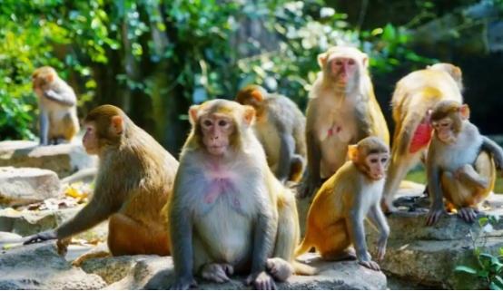 人猴冲突时有发生 什么是景区最优解