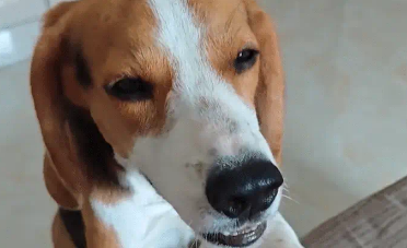 比格犬假哭想让主人带自己出去玩，听到是去上班瞬间不演了