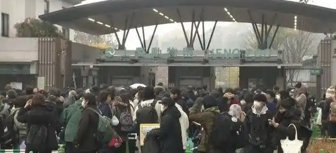 最后两只旅日大熊猫最新消息：23日起参观需网上提前预约