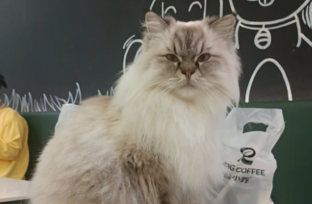 央视谈宠物经济爆发，12个宠物新赛道崛起