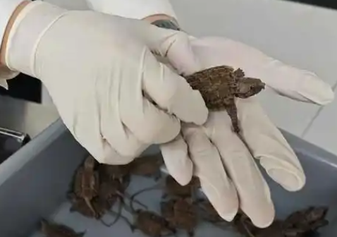 异宠市场繁荣背后的生态与健康威胁与对策