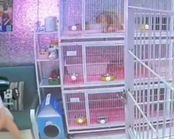 女子猫咖虐死4猫或将面临刑事处罚