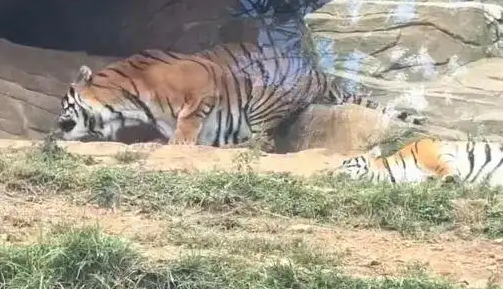 虎毒不食子？云南一200斤老虎产下死崽当即吃掉