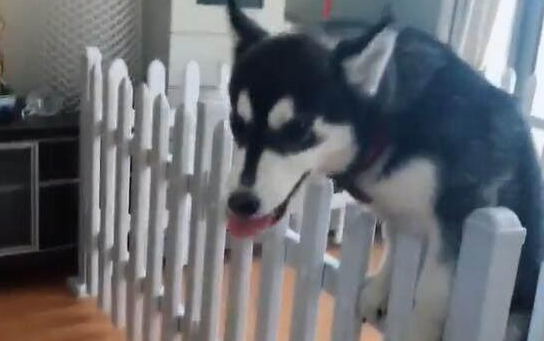 男子晒自家哈士奇问纯不纯，网友：能蠢成这样的，一般都是纯种！