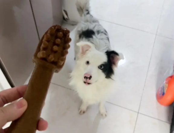 泪崩！宠物狗误食巧克力后离世，这些致命投喂何时能停？