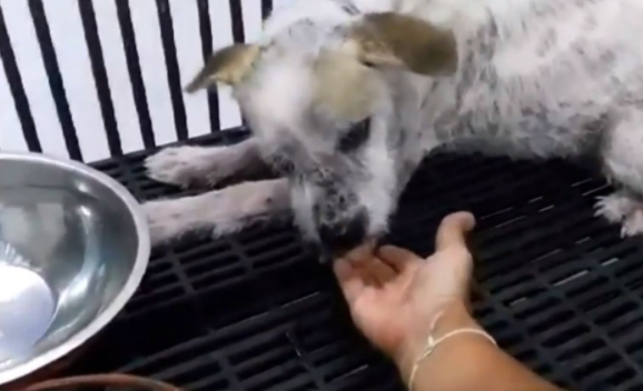 流浪狗试图唤醒被车撞死的伙伴，行为感动路人，决定给它一个家 