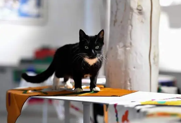 四川乡城“猫局长”上岗记：千年敬猫文化借“萌力”出圈 