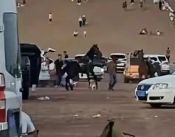 法斗犬景区咬马导致马受惊，法斗被踢废，游客追马