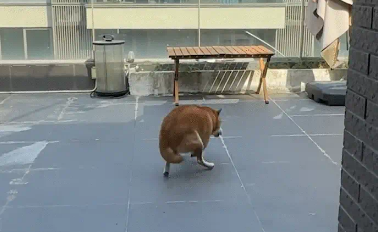 男子让狗子学快速转圈，狗子一下就学会了