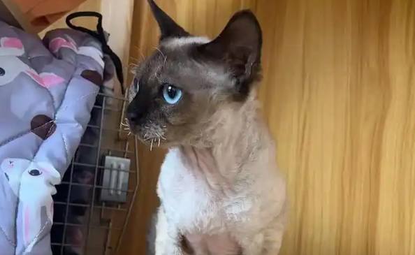 玛氏全球调查：83%宠主认为宠物有益心理健康