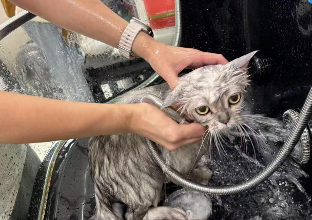 国庆长假宠物寄养“一房难求”