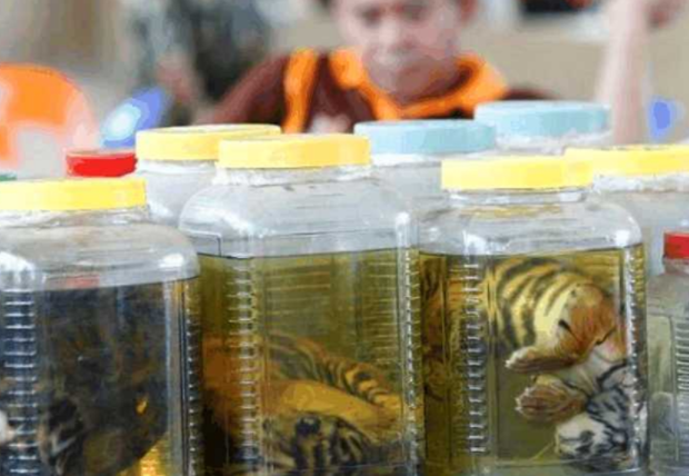 村民将受伤老虎送往寺庙，不料却又让老虎陷入困境 