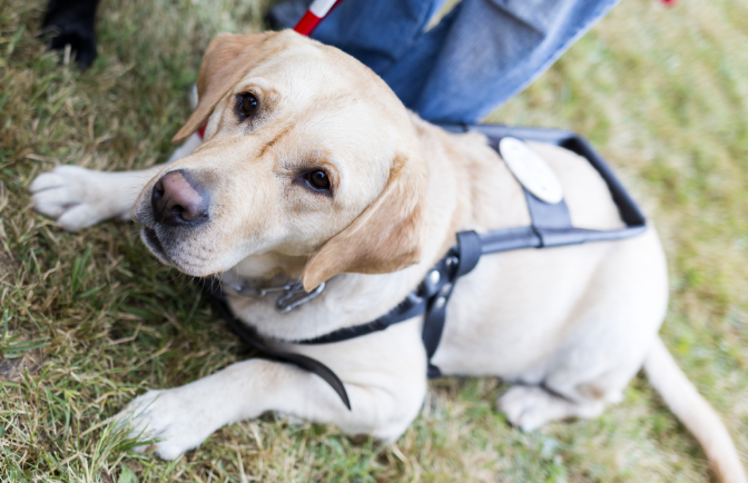 国际狗狗基金会：跨国救援行动与流浪犬福利改善之路