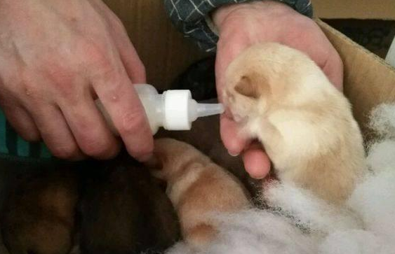 狠心主人因自家狗狗怀孕生崽，竟将刚出生的6只小奶狗扔进垃圾箱 