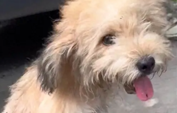 女生发现只爬行流浪狗，好心送医被告知伤太重活不了