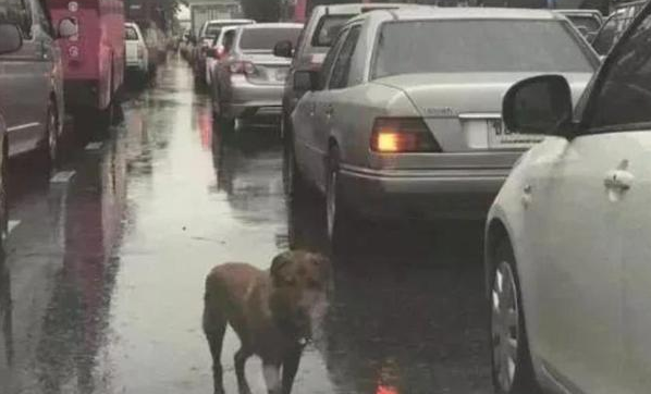 狗狗在马路车流中徘徊，路人好奇上前查看，得知真相后凄然泪下 