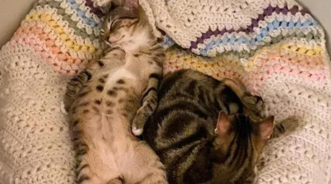 领养两只小猫后，她回头成全了三小只，好兄弟一个都不能少