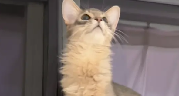 医生说小猫长大后脖子会有点长，刚开始还不信，直到现在变成貂猫