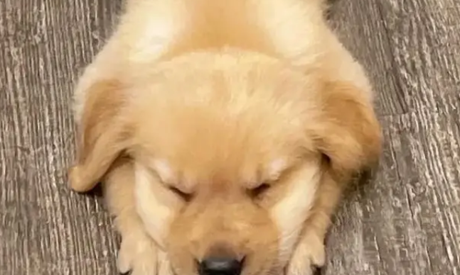 主人把小金毛塞行李箱，机场过安检当场被抓包