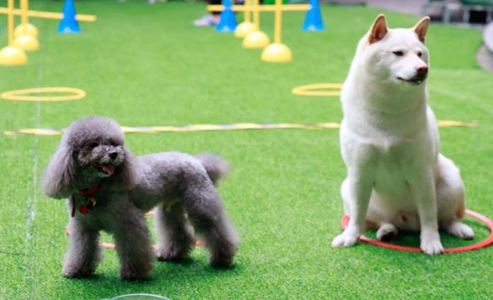 青岛肆喜顽恣宠物嘉年华：七千平海滨萌宠盛会