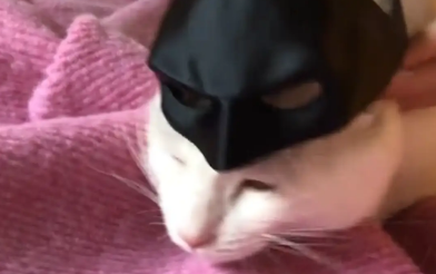 女子给猫咪戴上蝙蝠侠面具，猫咪秒切战斗脸