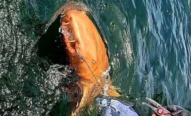 罕见橙色鲨鱼现身哥斯达黎加，幽灵白眼令人称奇