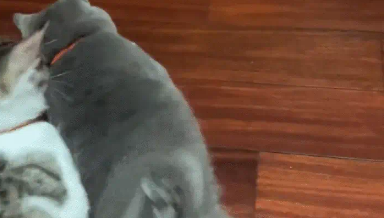 男子把猫咪放碗里转圈，猫咪走路晕头转向