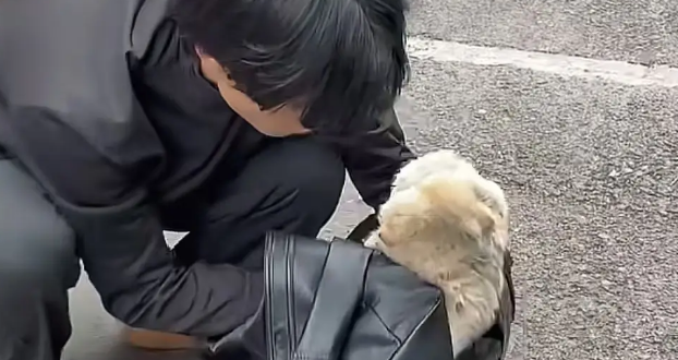 土松犬刚满月就失去妈妈，还就被拔光牙齿打歪头